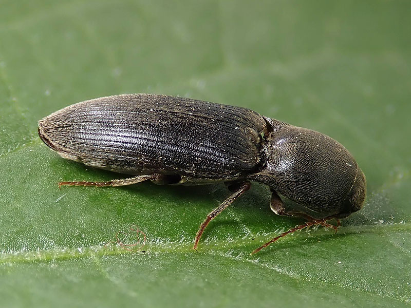 Elateridae: Agriotes sp.